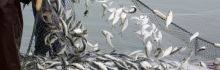 peche