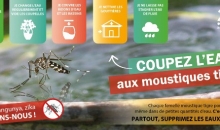 moustique tigre