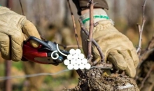 Formation métiers de la vigne Martell MFR
