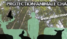 Aider une association pour accueillir temporairement des animaux de compagnie
