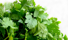 SAS Vivace et son projet de développement expérimental de gammes innovantes de plantes en pot : 