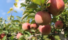 cueillette de pommes