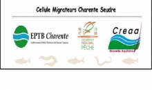 Cellule migrateurs Charente Seudre