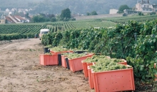 Anefa Charente jobs agriculture aides viticoles